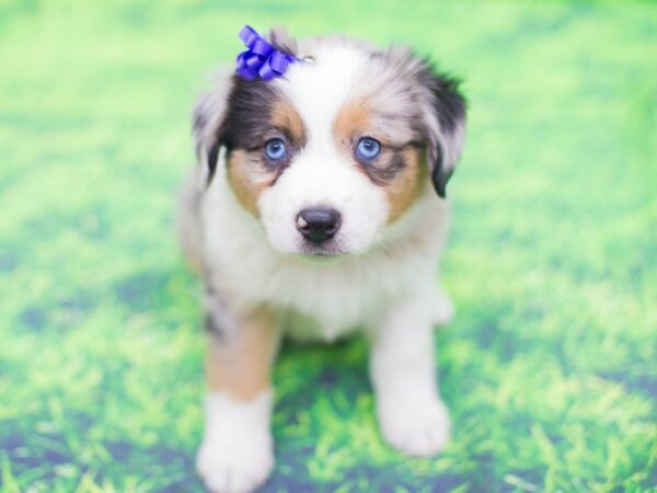 Miniature Australian Shepherd DOG Female Blue Merle 12456 Petland Wichita, Kansas