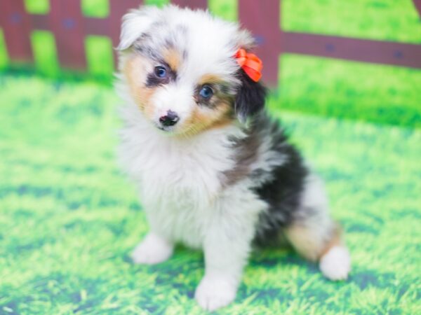 Miniature Australian Shepherd DOG Female Blue Merle 12455 Petland Wichita, Kansas