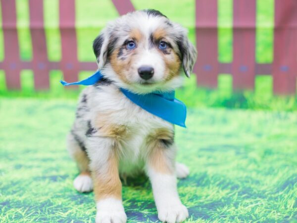 Miniature Australian Shepherd DOG Male Blue Merle 12454 Petland Wichita, Kansas