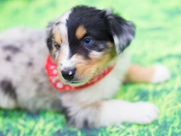 Miniature Australian Shepherd-DOG-Male-Blue Merle-12453-Petland Wichita, Kansas