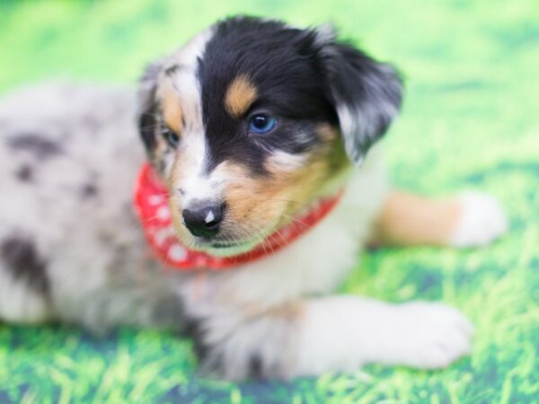 Miniature Australian Shepherd DOG Male Blue Merle 12453 Petland Wichita, Kansas