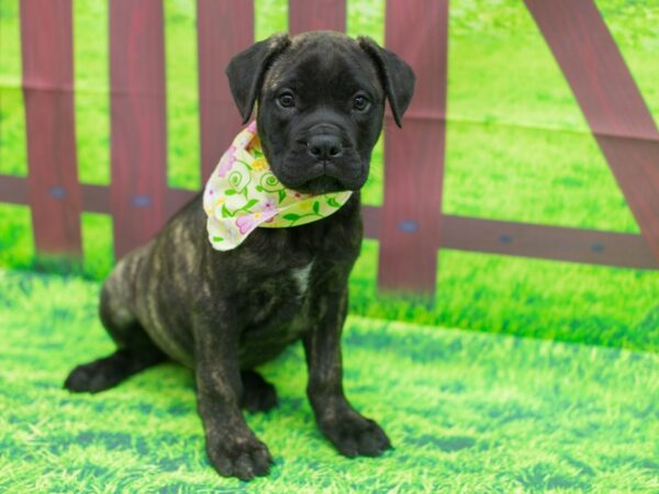 Bull Mastiff DOG Female Brindle 12450 Petland Wichita, Kansas