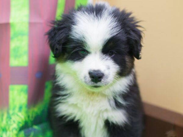 Miniature Australian Shepherd DOG Male Black Tri 12451 Petland Wichita, Kansas