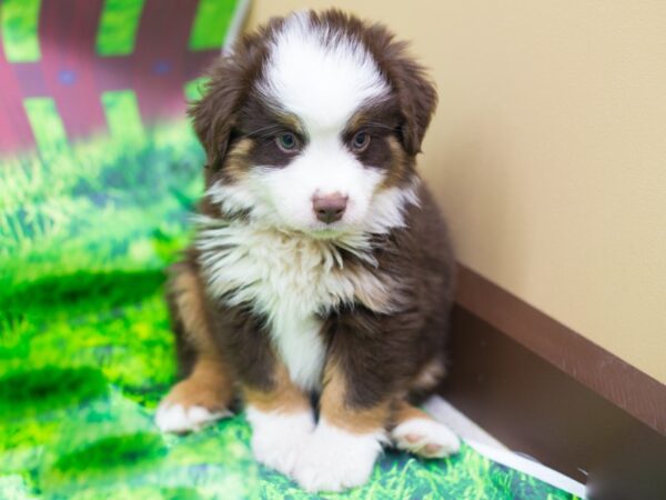 Miniature Australian Shepherd DOG Male Red Tri 12452 Petland Wichita, Kansas