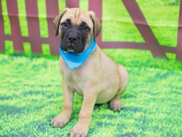 Bull Mastiff DOG Male Fawn 12449 Petland Wichita, Kansas