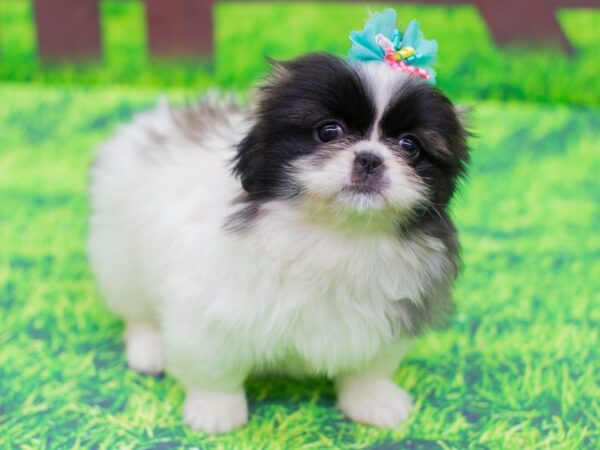 Pekingese DOG Female White w/ Spots 12448 Petland Wichita, Kansas