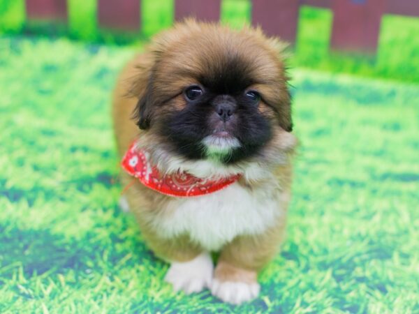 Pekingese DOG Male Sable (Reddish) 12447 Petland Wichita, Kansas