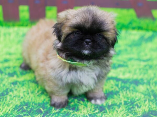 Pekingese DOG Male Sable 12446 Petland Wichita, Kansas