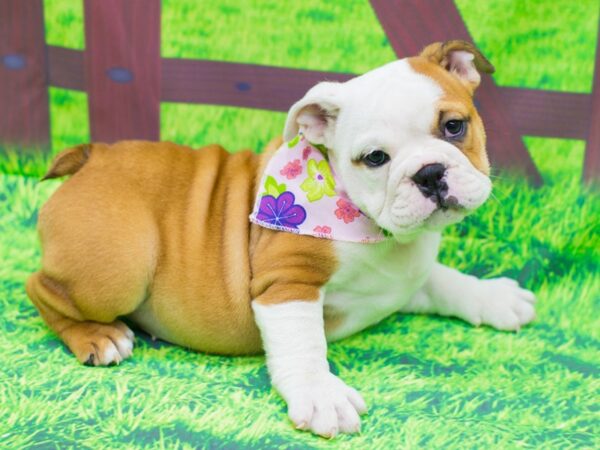 English Bulldog DOG Female Fawn and White 12443 Petland Wichita, Kansas