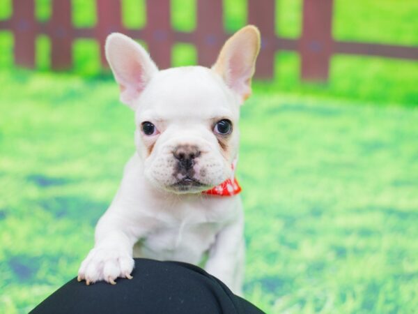 French Bulldog DOG Male Honey Pied 12442 Petland Wichita, Kansas