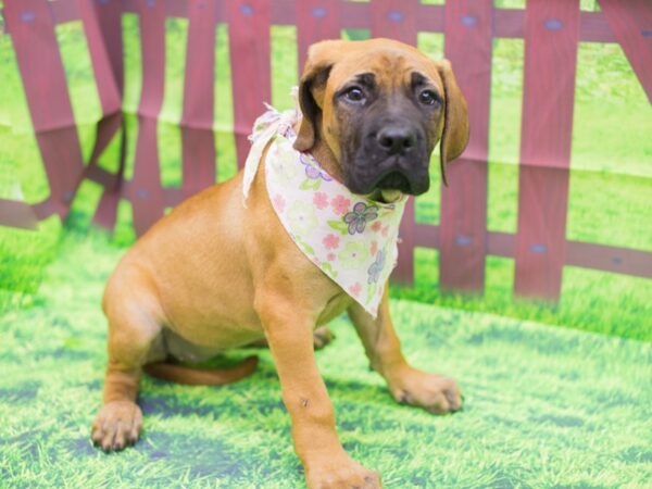 English Mastiff-DOG-Female-Fawn-12441-Petland Wichita, Kansas