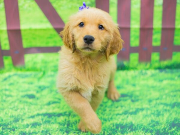 Golden Retriever DOG Female Golden 12440 Petland Wichita, Kansas