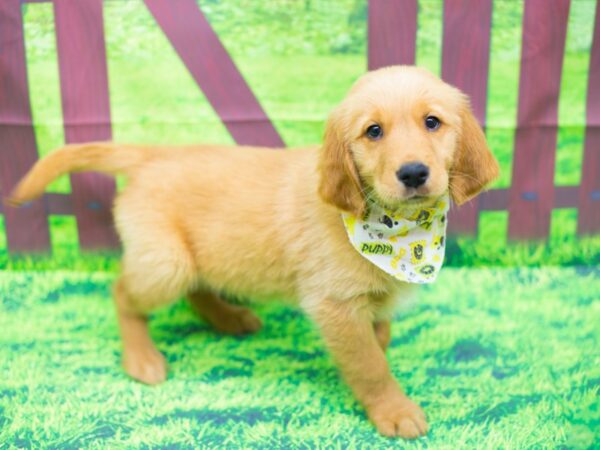 Golden Retriever DOG Female Golden 12439 Petland Wichita, Kansas