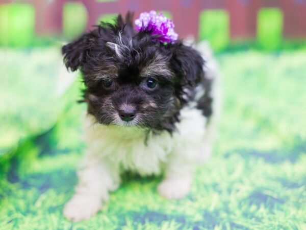 Havanese DOG Female Black and White 12466 Petland Wichita, Kansas