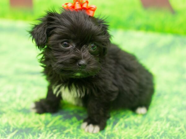 Havanese DOG Female Black 12467 Petland Wichita, Kansas