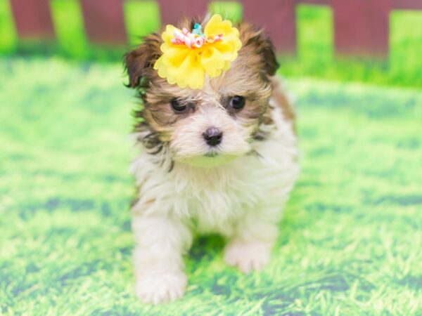 Havanese DOG Female Brown and White 12468 Petland Wichita, Kansas