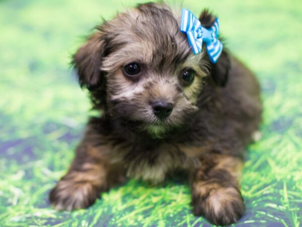 Havanese DOG Female Brown and Black 12469 Petland Wichita, Kansas