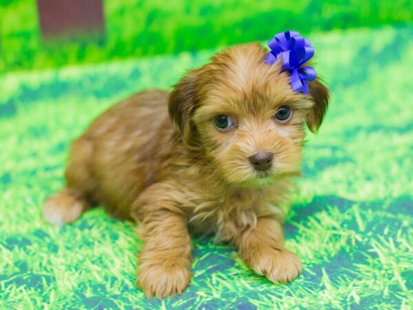 Yorkshire Terrier DOG Female Gold 12470 Petland Wichita, Kansas