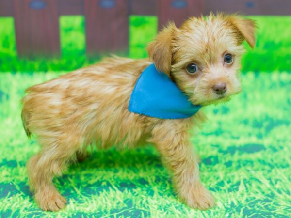 Yorkshire Terrier-DOG-Male-Gold-12471-Petland Wichita, Kansas
