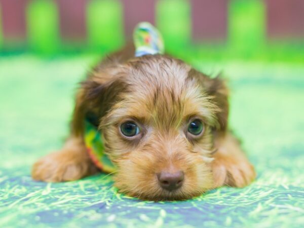 Yorkshire Terrier DOG Male Chocolate and Tan 12472 Petland Wichita, Kansas