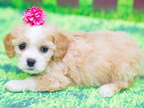 Cavachon DOG Female blenheim 12478 Petland Wichita, Kansas