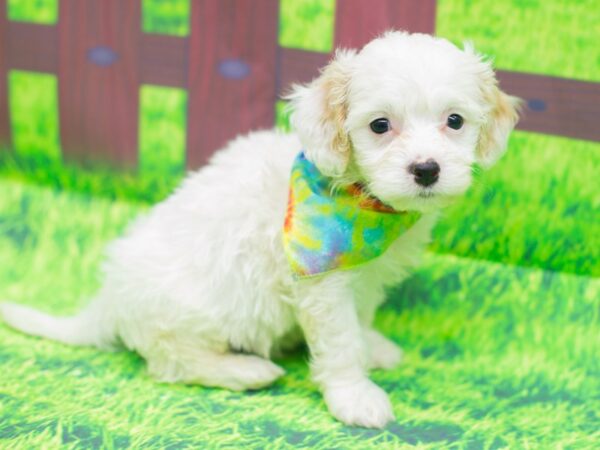 Cavachon DOG Male White 12477 Petland Wichita, Kansas