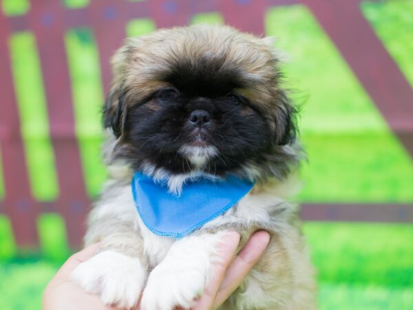 Pekingese DOG Male Sable 12445 Petland Wichita, Kansas