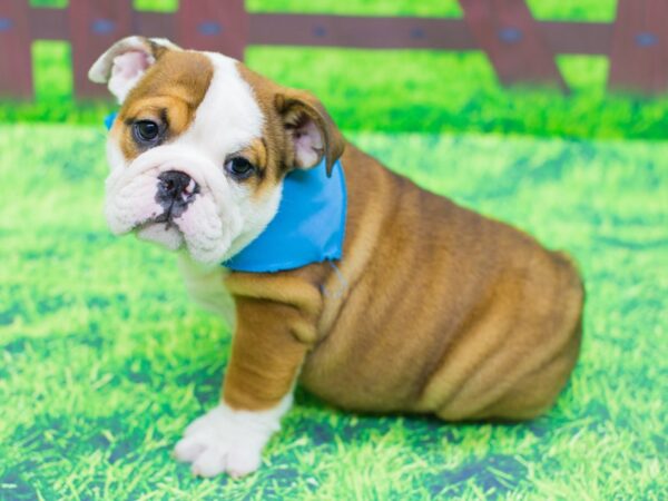 English Bulldog DOG Male Fawn and White 12444 Petland Wichita, Kansas