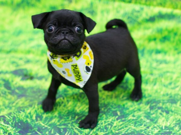 Pug DOG Male Black 12492 Petland Wichita, Kansas