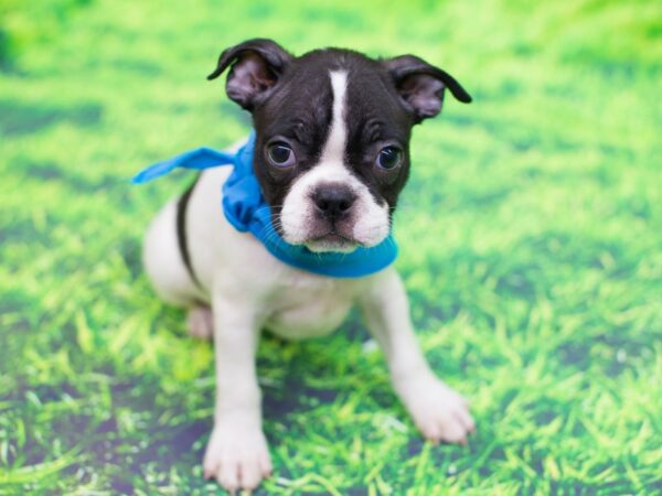 Boston Terrier DOG Male White and Black 12491 Petland Wichita, Kansas