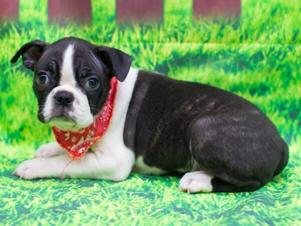 Boston Terrier DOG Male Black and White 12490 Petland Wichita, Kansas