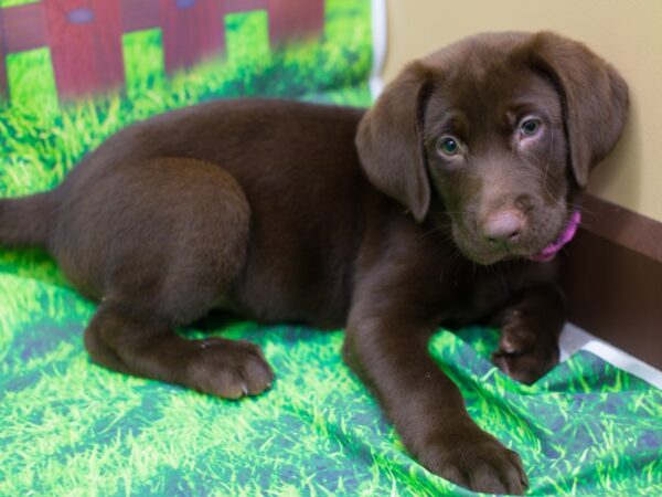 Labrador Retriever DOG Female Chocolate 12489 Petland Wichita, Kansas