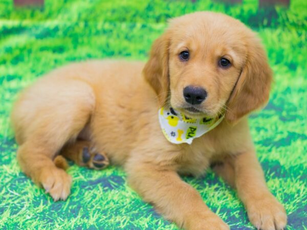 Golden Retriever-DOG-Male-Golden-12487-Petland Wichita, Kansas