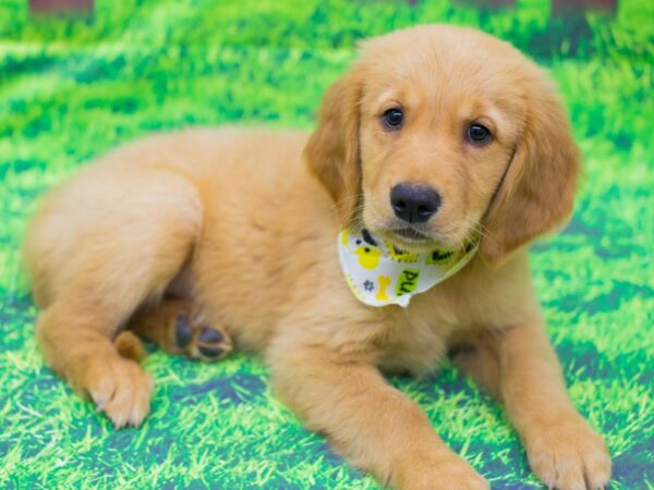 Golden Retriever DOG Male Golden 12487 Petland Wichita, Kansas