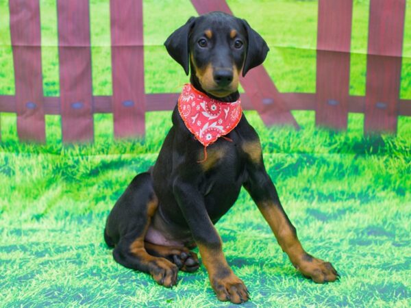 Doberman Pinscher DOG Female Black and Rust 12485 Petland Wichita, Kansas