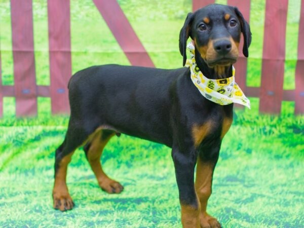 Doberman Pinscher DOG Male Black and Rust 12484 Petland Wichita, Kansas