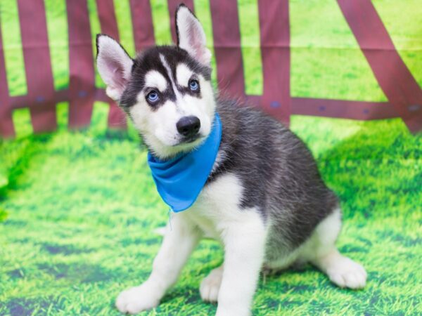 Siberian Husky DOG Male Black and White 12482 Petland Wichita, Kansas