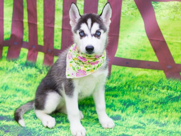 Siberian Husky-DOG-Female-Black and White-12481-Petland Wichita, Kansas