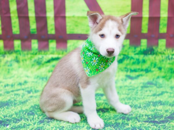 Siberian Husky DOG Male Red and White 12479 Petland Wichita, Kansas