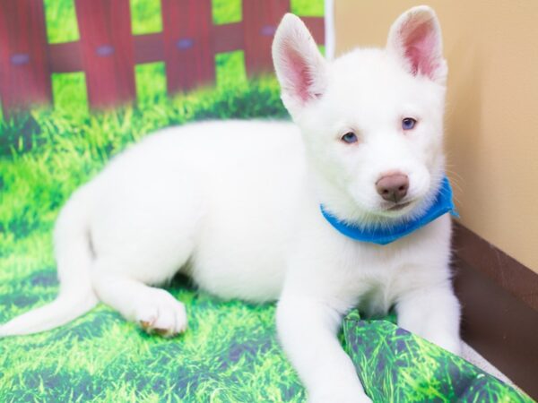 Siberian Husky DOG Male White 12480 Petland Wichita, Kansas