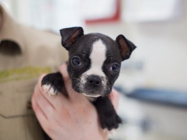 Boston Terrier DOG Female Black and White 12411 Petland Wichita, Kansas