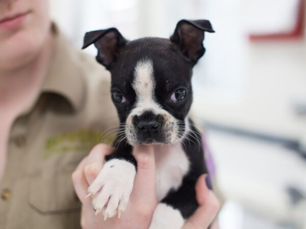 Boston Terrier DOG Male Black and White 12405 Petland Wichita, Kansas