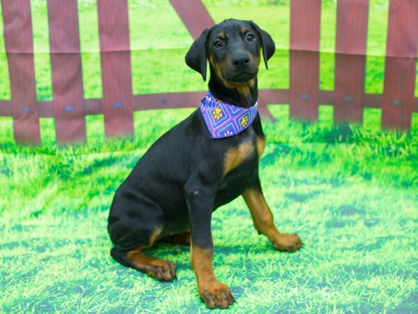 Doberman Pinscher-DOG-Female-Black and Rust-12486-Petland Wichita, Kansas