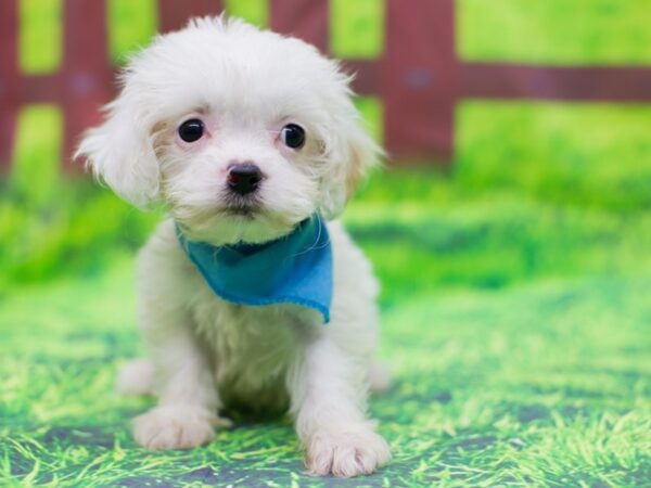 Cavachon DOG Male White 12508 Petland Wichita, Kansas