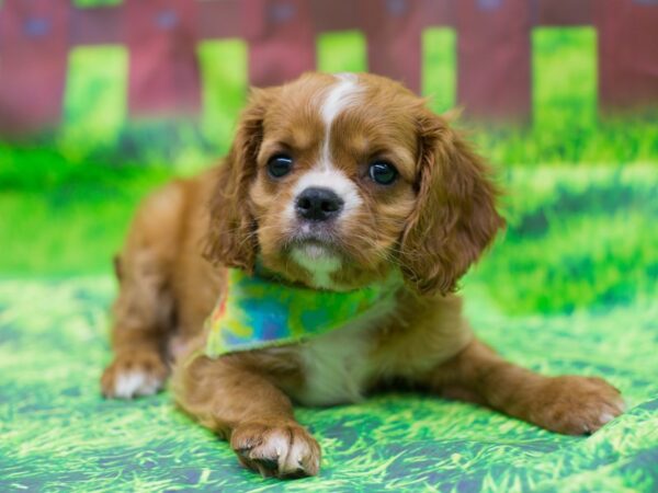 Cavalier King Charles Spaniel DOG Male Red and White 12507 Petland Wichita, Kansas