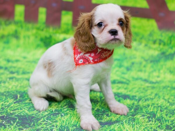 Cavalier King Charles Spaniel DOG Male Blenheim 12506 Petland Wichita, Kansas