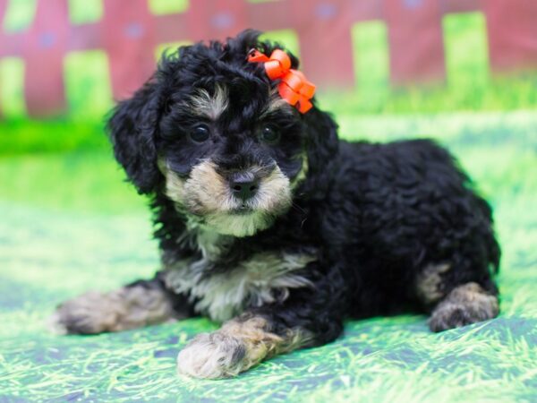 Toy Poodle DOG Female Black and Tan 12503 Petland Wichita, Kansas