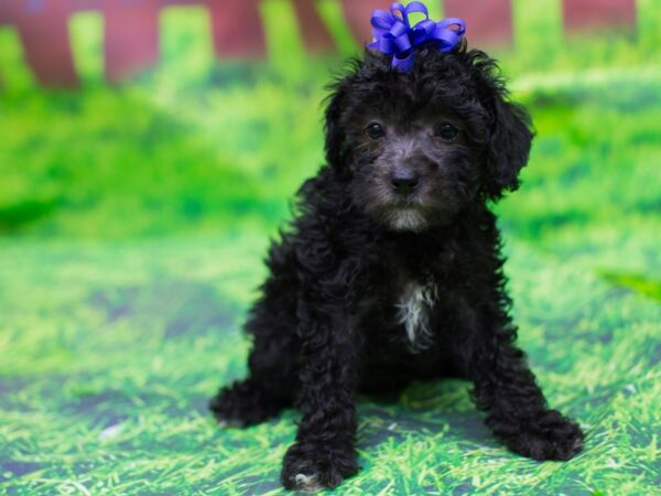 Toy Poodle DOG Female Black 12502 Petland Wichita, Kansas