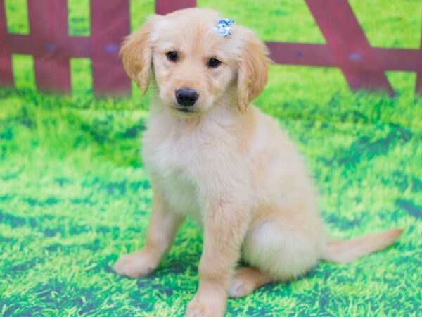 Golden Retriever DOG Female Golden 12499 Petland Wichita, Kansas