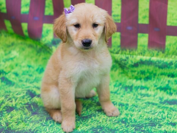 Golden Retriever DOG Female Golden 12498 Petland Wichita, Kansas